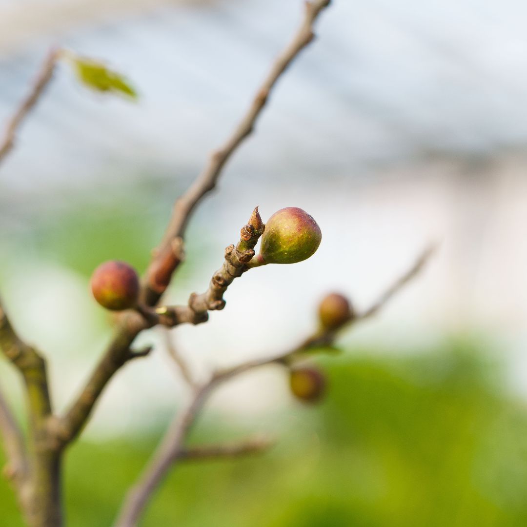 Fig Tree – #15 Container